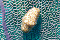 DSC01194