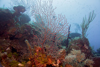 DSC00970