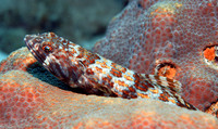 DSC00357-edit